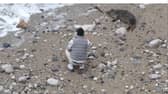 man filmed throwing stones at seal on beach 