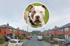 The XL Bully was seized by Lancashire Police after mauling a woman in Kingsway, Preston on Monday evening