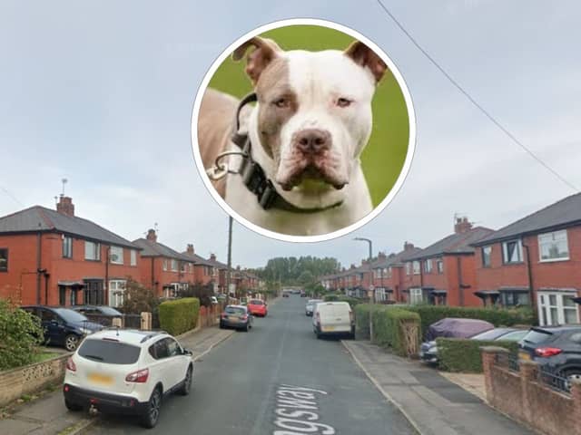 The XL Bully was seized by Lancashire Police after mauling a woman in Kingsway, Preston on Monday evening