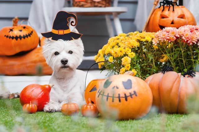 The most popular dog costumes for Halloween, as searched on Google