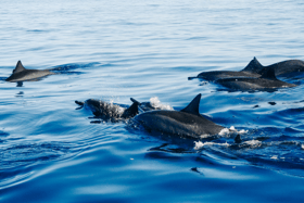 Dolphins spotted in UK waters as pod swim happily alongside RNLI boat - watch video taken of sighting 