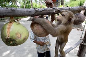 A Thai monkey trainer works with a monkey showing it how to collect coconuts at the Samui Monkey Center on Samui island