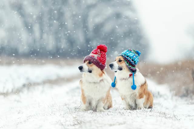 Can dogs and humans share sales colds