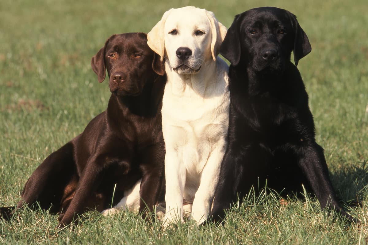 Labrador retriever intelligent deals dogs