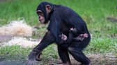 The newborn western chimpanzee, one of the world’s most endangered subspecies of chimpanzee, has already been embraced by his older sister, Chester Zoo revealed