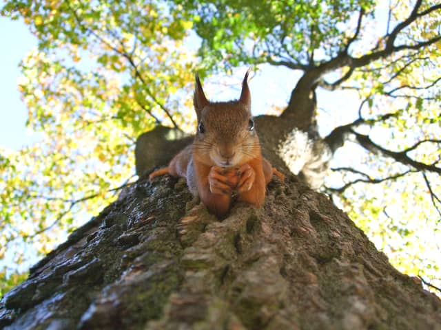 Red Squirrel Appreciation Day 2023: Do they still exist in the UK and where can I see them? 