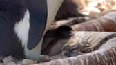 Rare penguin chick hatched at Edinburgh Zoo