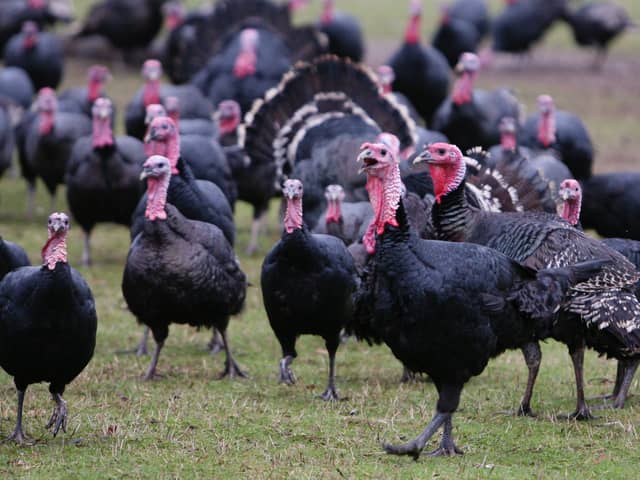 Two poultry workers in England have tested positive for bird flu, although there are no signs of human-to-human transmission, the UK Health and Security Agency (UKHSA) has said.