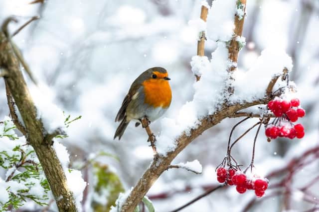 Turn your Christmas tree into a wildlife habitat (photo: Shutterstock)