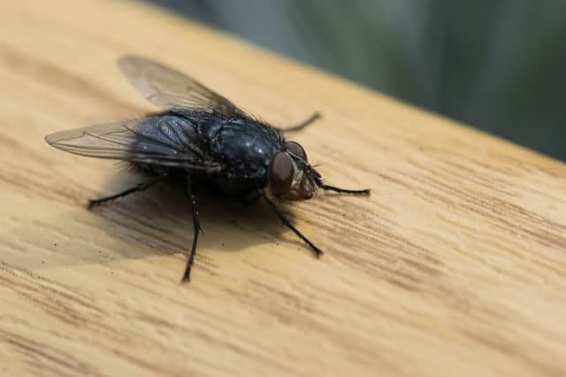 Have you had a problem with house flies this summer? (Photo: Shutterstock)