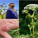 Warnings have been issued over the giant hogweed plant (Photos: Shutterstock)