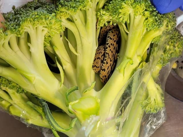 Budget supermarket, Aldi, has apologised after a grandad found a snake in a bag of broccoli purchased at the store. 