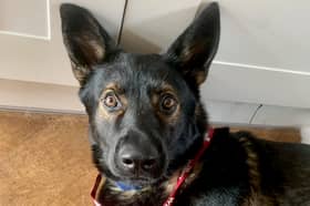 Mack, a two-year-old rescue dog, fell in love with wilko when the store started allowing dogs in last year and he began making regular trips with his owner to the branch in Preston