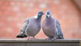 Two pigeons were found dead with swastikas carved on their chests in a riverside town in Cambridgeshire - Credit: Adobe