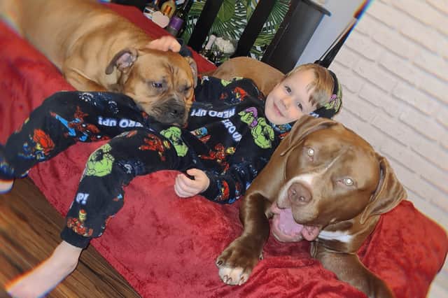 Little Dominic with his best friend  and XL Bully Wispa on right and other family dog a staffy cross