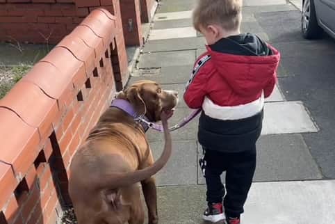 Dominic takes the lead while out for a walk with best friend XL Bully Wispa