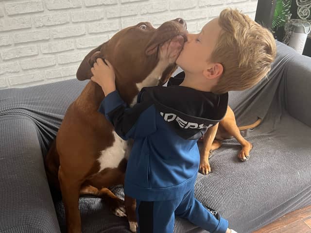 Dominic, 6, with his best friend XL Bully Wispa