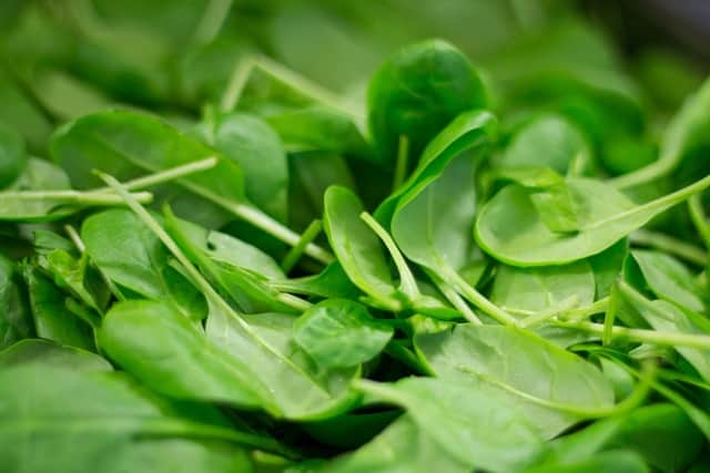 2. Baby/Young Spinach: Spinach is an excellent source of vitamins A, C, K1, folic acid and iron. Iron is great for energy, as it helps create red blood cells, which carry oxygen around the body. A lack of iron can leave a child feeling tired and lacking energy, which can affect performance in class. Replace lettuce in your child's sandwiches with washed and dried baby spinach leaves. This easy replacement is a great way to boost your child's nutrient intake without them knowing. It is important to note that baby spinach is more tender and sweeter than mature spinach.