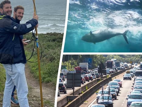 Scientists who satellite-tagged a tuna followed it up the M6 - after it was picked up by a tourist from Chorley. 