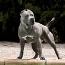 XL Bully