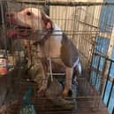 A dog who was going round and round in circles confined in a tiny crate before she was rescued by the RSPCA is now enjoying her freedom - but Tess has yet to receive any interest from potential adopters. 