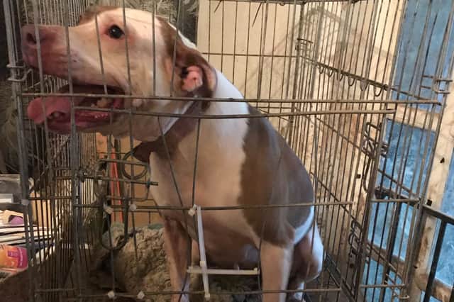 A dog who was going round and round in circles confined in a tiny crate before she was rescued by the RSPCA is now enjoying her freedom - but Tess has yet to receive any interest from potential adopters.