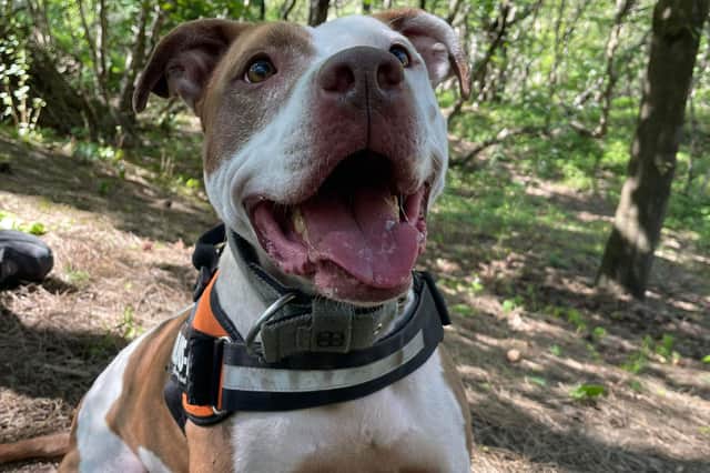 A dog who was going round and round in circles confined in a tiny crate before she was rescued by the RSPCA is now enjoying her freedom - but Tess has yet to receive any interest from potential adopters.