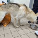 Charlotte Kenny (38), of Finney Park Drive in Lea, was prosecuted by the RSPCA after the charity’s officers found the animals living in ‘disarray’ at the squalid property, with animal faeces and piles of rubbish strewn throughout.   