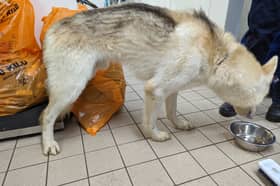 Charlotte Kenny (38), of Finney Park Drive in Lea, was prosecuted by the RSPCA after the charity’s officers found the animals living in ‘disarray’ at the squalid property, with animal faeces and piles of rubbish strewn throughout.   