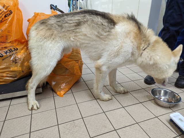 Charlotte Kenny (38), of Finney Park Drive in Lea, was prosecuted by the RSPCA after the charity’s officers found the animals living in ‘disarray’ at the squalid property, with animal faeces and piles of rubbish strewn throughout.   