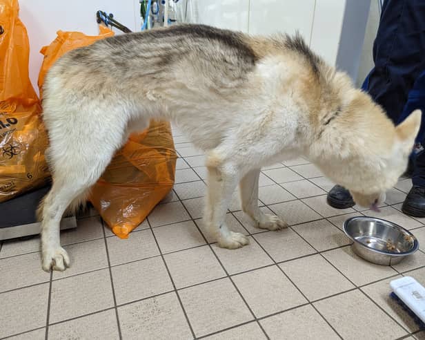 Charlotte Kenny (38), of Finney Park Drive in Lea, was prosecuted by the RSPCA after the charity’s officers found the animals living in ‘disarray’ at the squalid property, with animal faeces and piles of rubbish strewn throughout.   