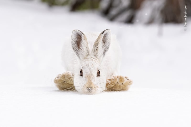 Snow Hop Wildlife Photographer of the Year People's Choice Award images