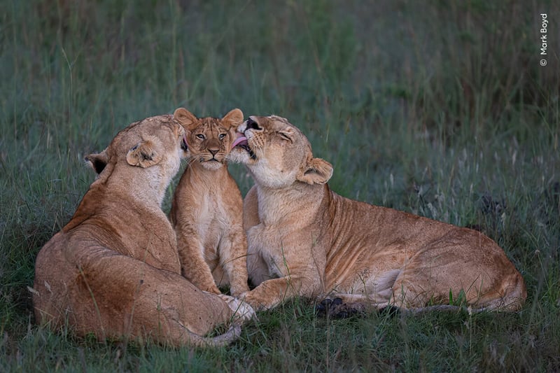 Wildlife Photographer of the Year People's Choice Award images