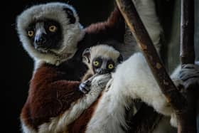 The critically endangered dancing lemur born at Chester Zoo Picture: Chester Zoo / SWNS