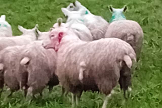 Injured sheep (Credit: Cuerden Valley Park)