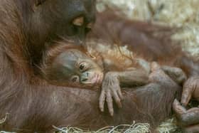Baby orangutan Jarang with mum Jingga