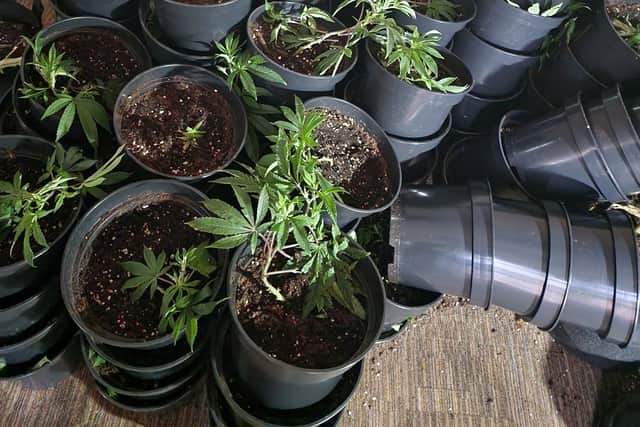 Some of the cannabis plants found inside the former Barclays Bank in Euston Road, Morecambe on Tuesday, January 2.

