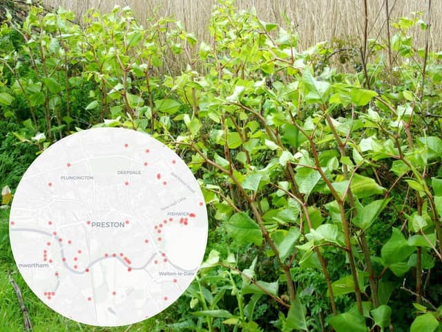 The top Japanese knotweed hotspots in Preston have been revealed in a new map (Credit: Brian Robert Marshall CC BY-SA 2.0 DEED/ Inset: Horticulture Magazine)