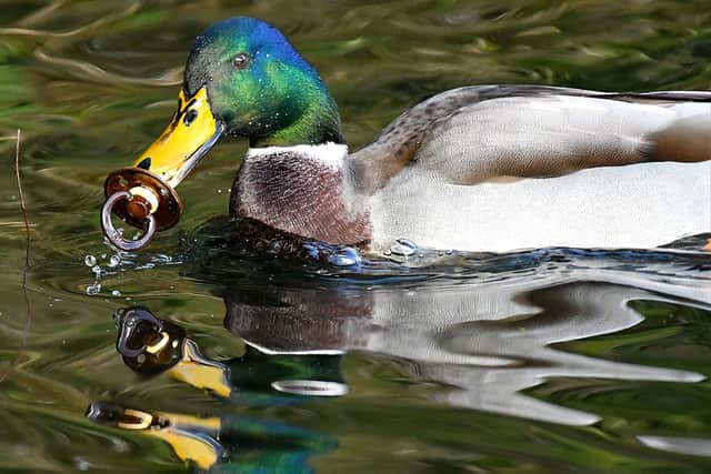A mallard duck at Haslam Park with a dummy in its mouth. Credit: Andrew Badley