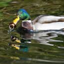 A mallard duck at Haslam Park with a dummy in its mouth. Credit: Andrew Badley