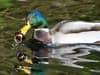 Shocking image shows a Preston duck with a baby's dummy in its mouth