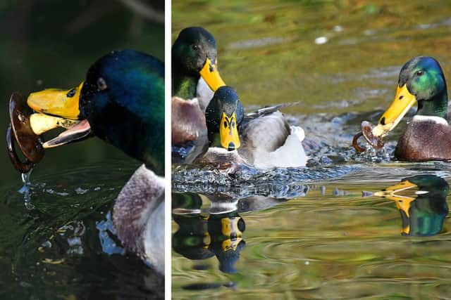 The duck fought off its peers for the 'prized' dummy. Credit: Andrew Badley
