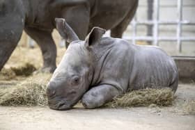 Baby southern white rhino Malaika with 15-year-old mum, Keyah, at West Midlands Safari Park