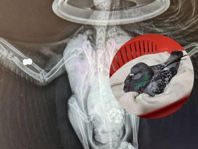 An X-ray of one of the injured pigeons.