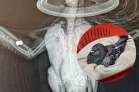 An X-ray of one of the injured pigeons.