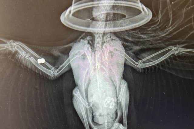 Lancashire Police,Tesco and Brambles Wildlife Rescue are appealing for information.