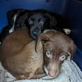 Puppies rescued from squalid conditions in Tarleton.