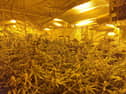 60 cannabis plants were seized during a drugs raid in Preston (Credit: Lancashire Police)