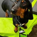 A Valentine's meet up is being organised by Paws and Play Day Care in Preston for sausage dogs and sausage crosses. 