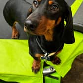 A Valentine's meet up is being organised by Paws and Play Day Care in Preston for sausage dogs and sausage crosses. 
